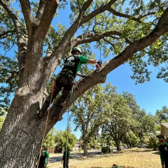 Certified arborist climbing a Chino oak tree with chainsaw