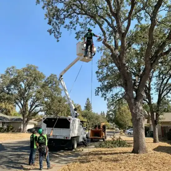 Bucket truck trimming a large oak tree in Chino