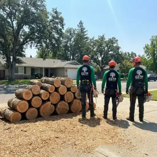 Freshly cut oak logs from a Chino tree removal